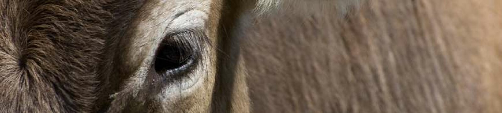 Makroaufnahme einen Pferdekopfes